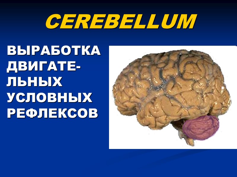 CEREBELLUM   ВЫРАБОТКА ДВИГАТЕ-ЛЬНЫХ УСЛОВНЫХ РЕФЛЕКСОВ